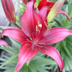 lili asiatica Lilium asiatica 'Tiny Ghost' – Loweys Produce