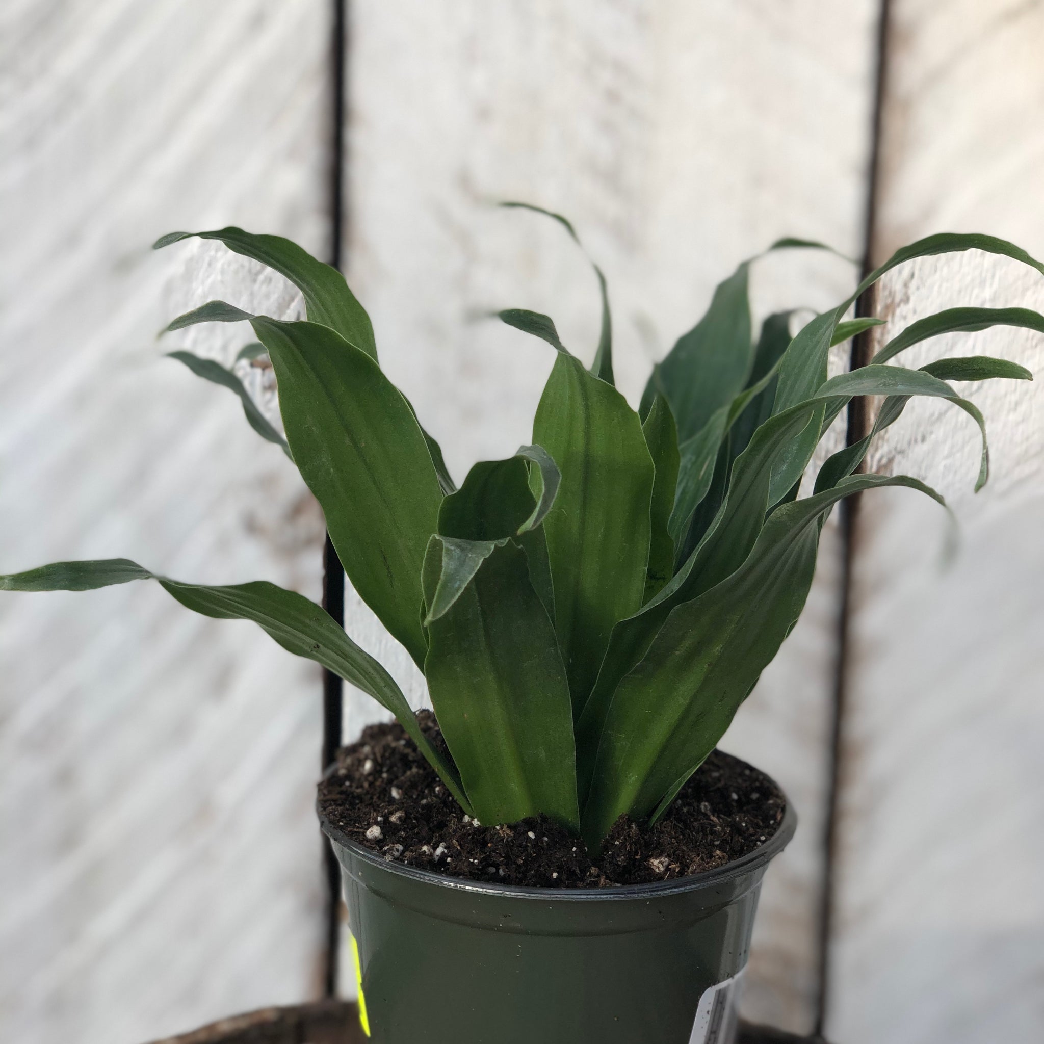 dracaena jcc Dracaena Janet Craig Compacta