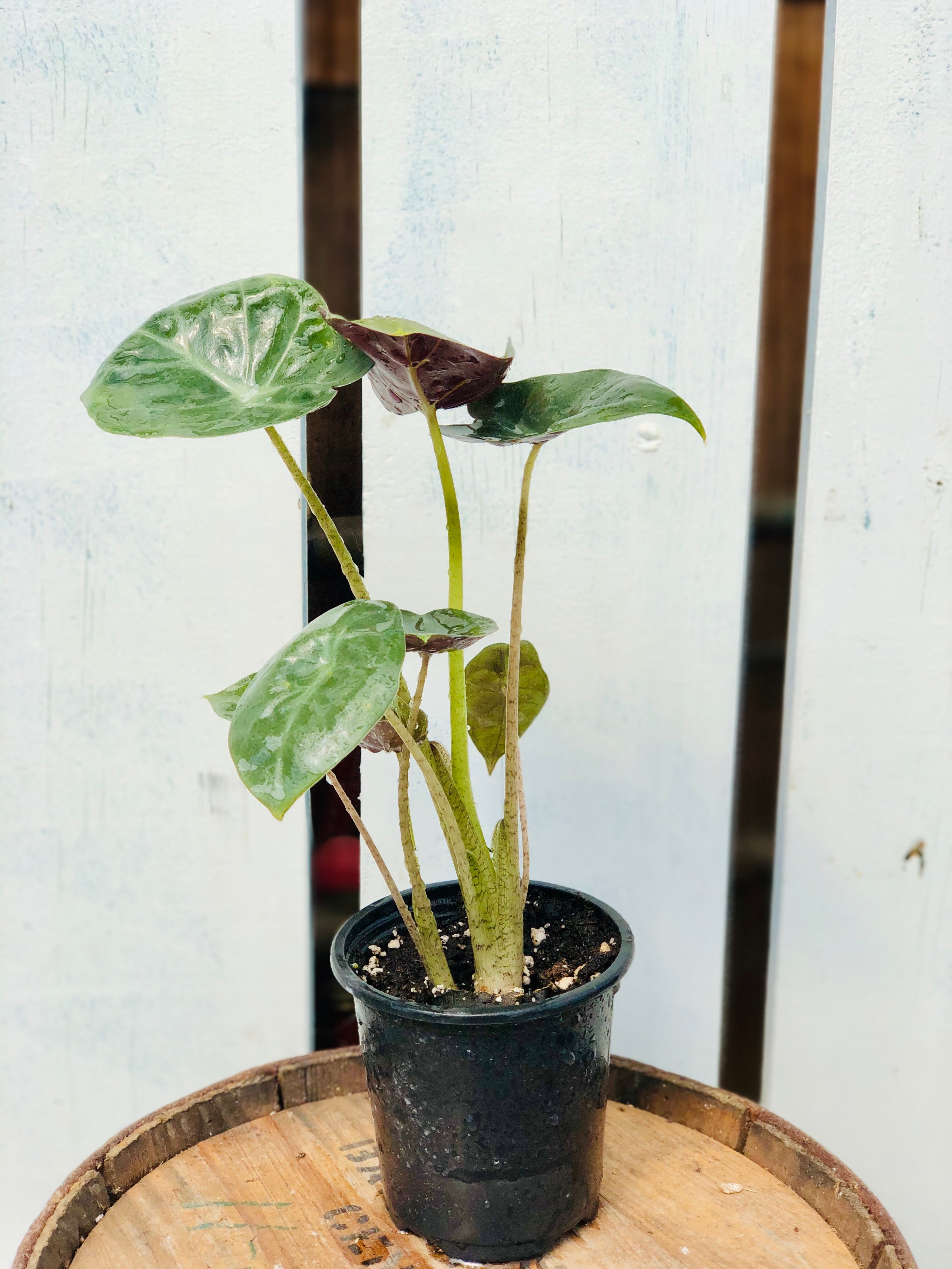 mayan mask elephant ear plant Alocasia 'Mayan Mask' – Loweys Produce