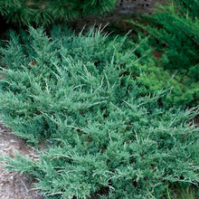 Load image into Gallery viewer, Juniperus Horizontalis Hughes
