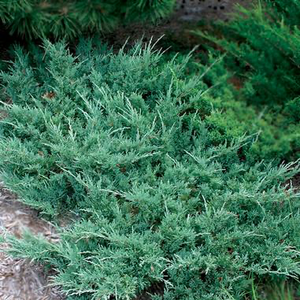 Juniperus Horizontalis Hughes
