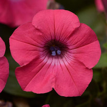 Load image into Gallery viewer, Petunia Tidal Wave® Hot Pink
