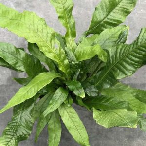 crocodile birds nest fern Crocodile Fern – Loweys Produce