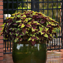 Load image into Gallery viewer, Coleus Pineapple Surprise
